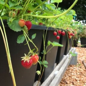 ABC Plante Growers