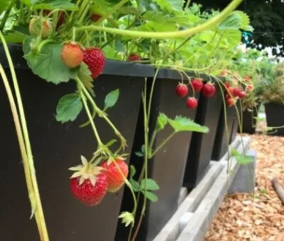ABC Plant Growers