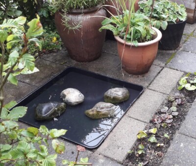 Plastbakker sorte 59 x 59 x 7 cm