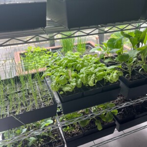 Plante starter så- og priklesæt