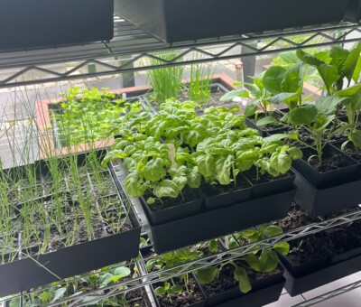 Plante starter s&aring;- og prikles&aelig;t