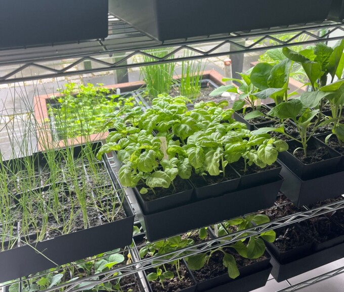 Plante starter så- og priklesæt