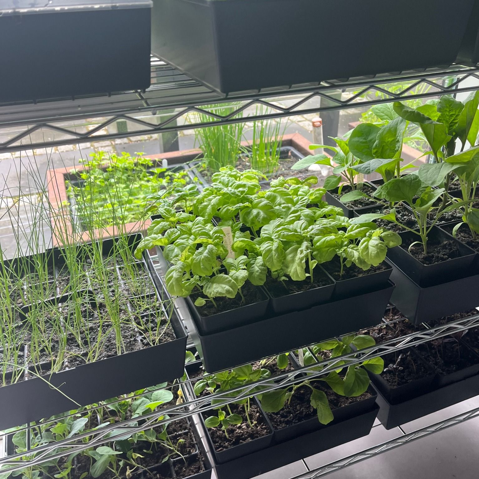 Plante Starter Så- Og Priklesæt